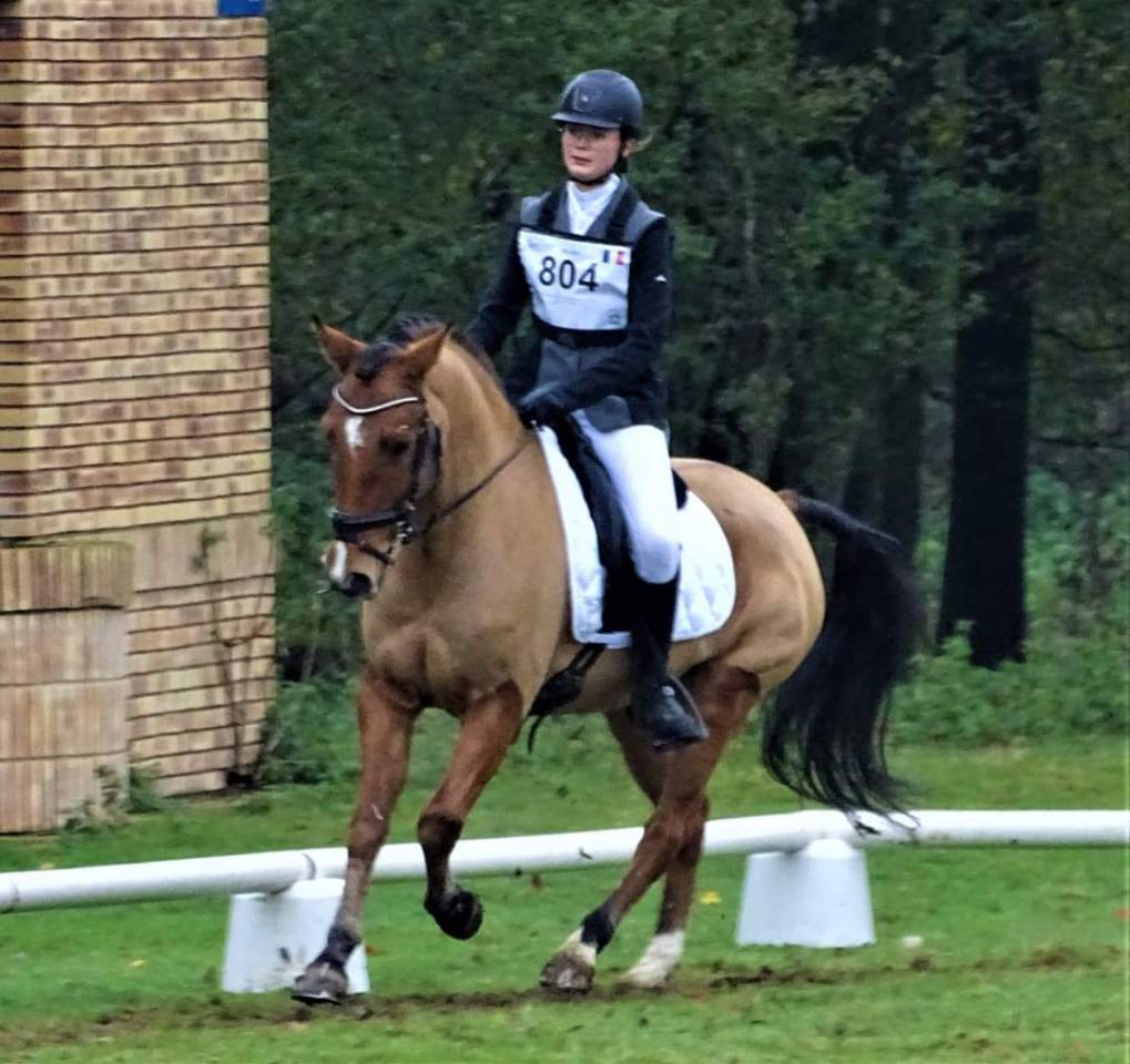 Gelding New Forest Part-Livery 2006 Bay