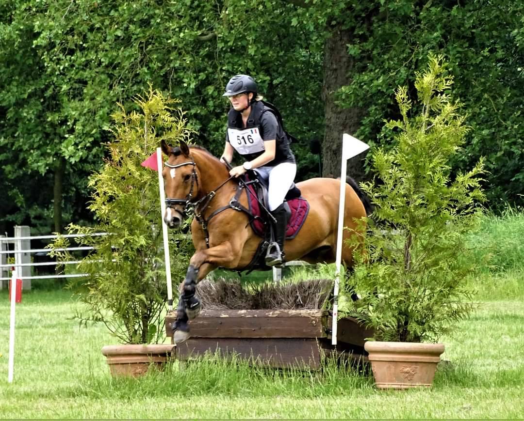 Gelding New Forest Part-Livery 2006 Bay
