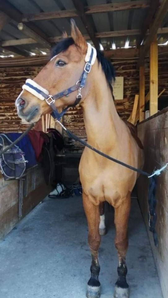 Gelding New Forest Part-Livery 2006 Bay