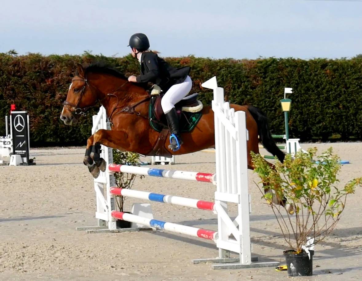 Gelding New Forest Part-Livery 2006 Bay