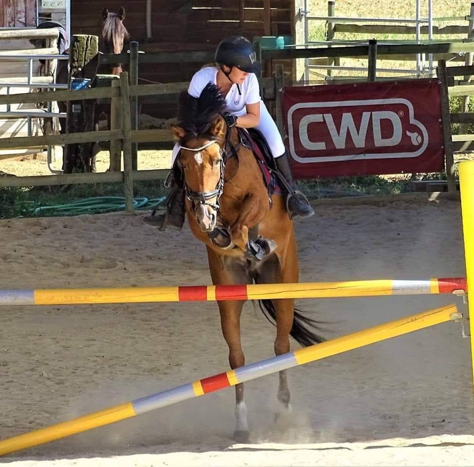 Gelding New Forest Part-Livery 2006 Bay