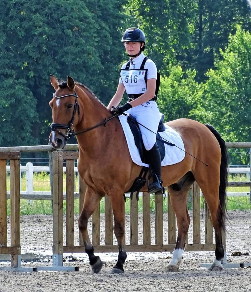 Gelding New Forest Part-Livery 2006 Bay