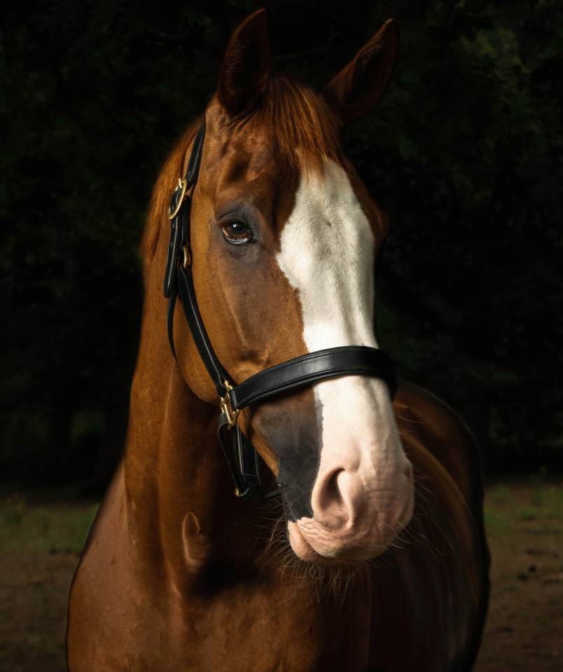 The Horse's Photographer - Fine Art Equine Photography