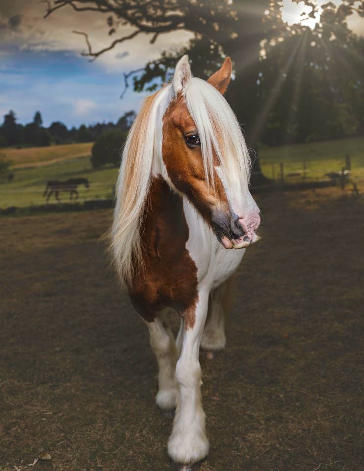 The Horse's Photographer - Fine Art Equine Photography