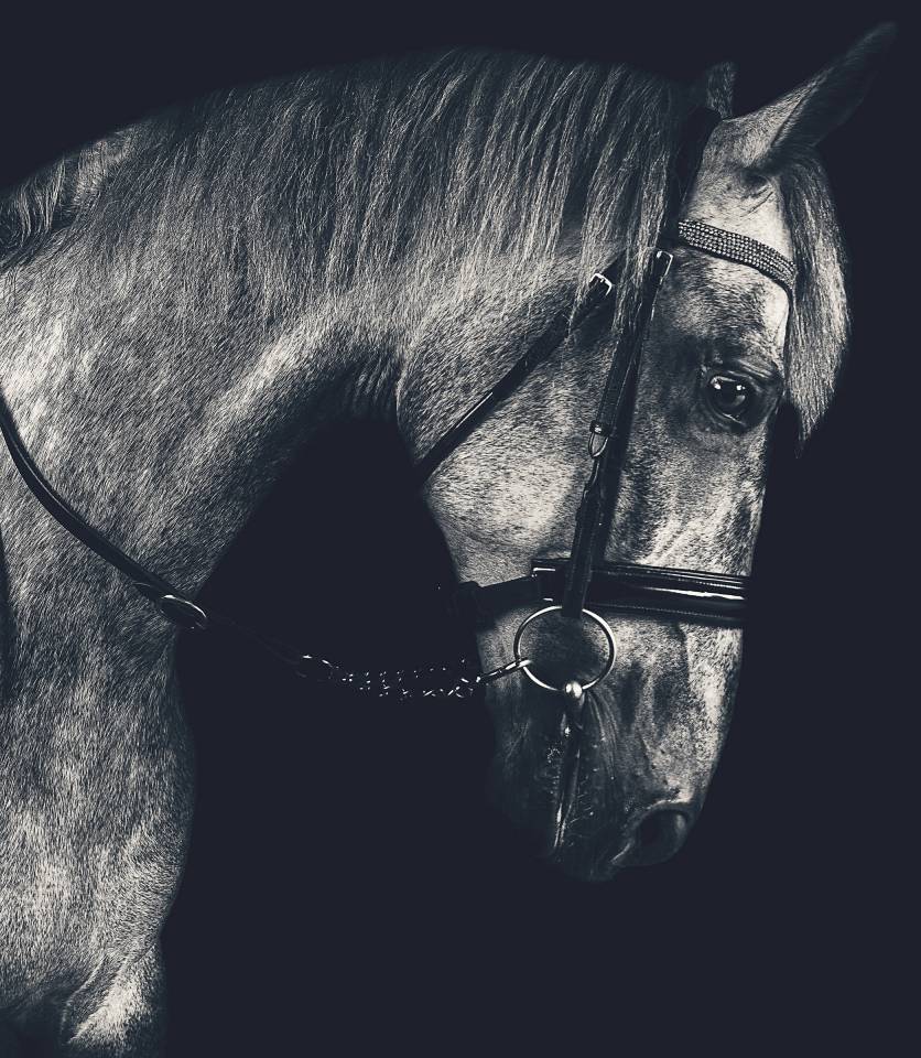The Horse's Photographer - Fine Art Equine Photography