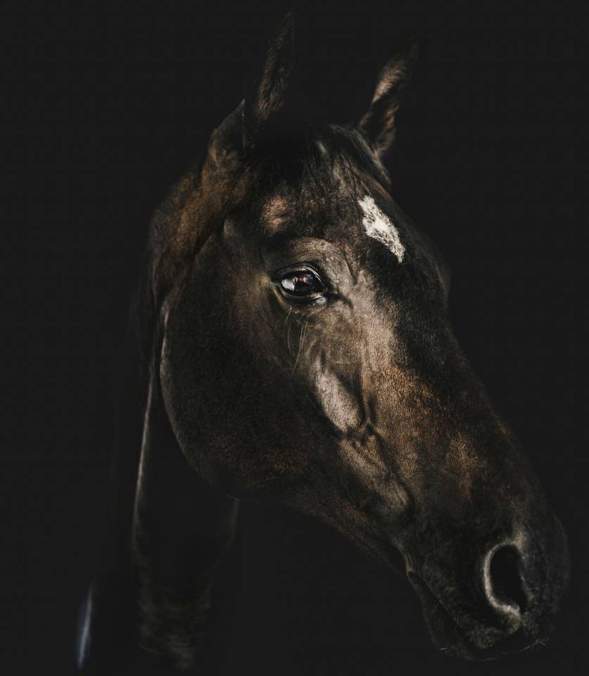 The Horse's Photographer - Fine Art Equine Photography