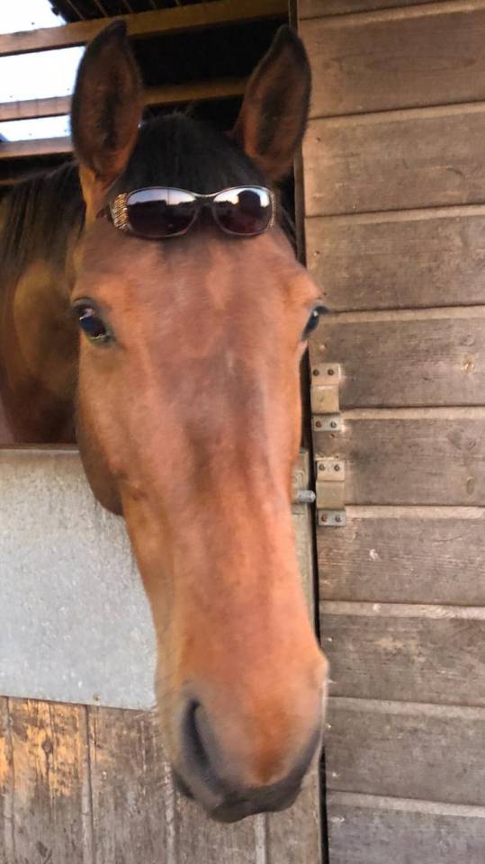 Scopey Competitive Jumping Mare