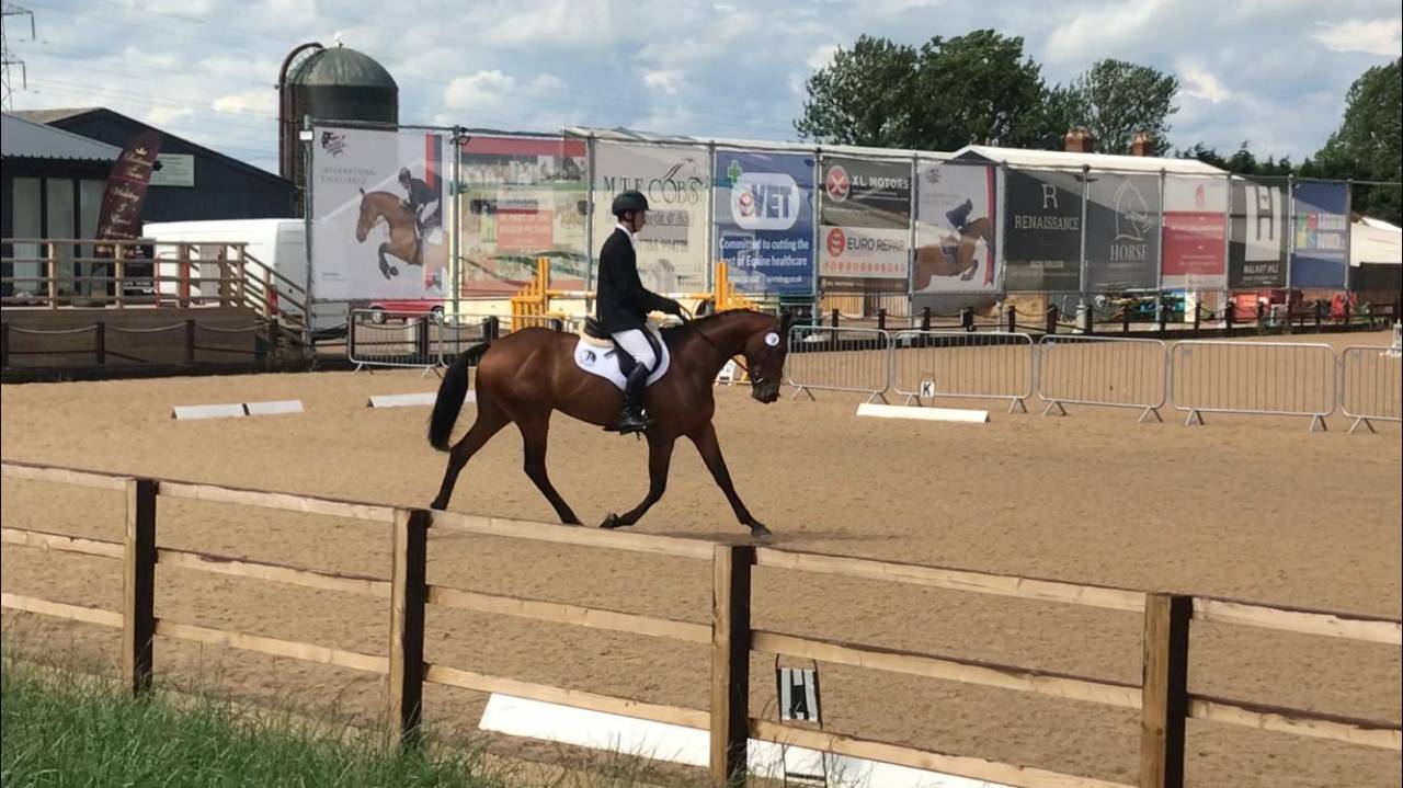 Scopey Competitive Jumping Mare
