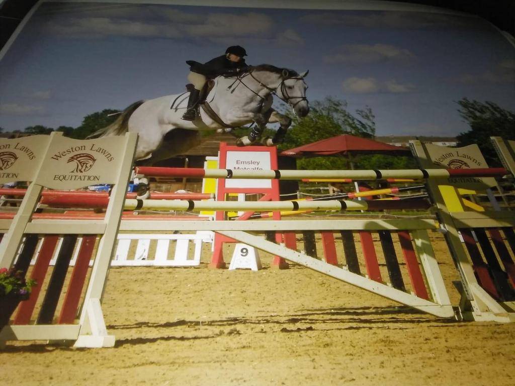 Scopey Competitive Jumping Mare