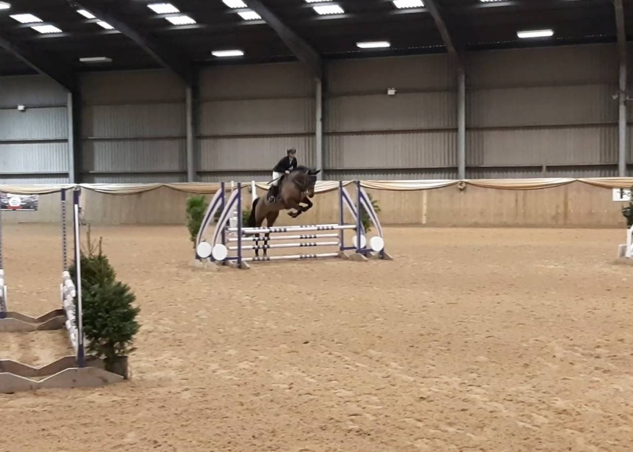 Scopey Competitive Jumping Mare