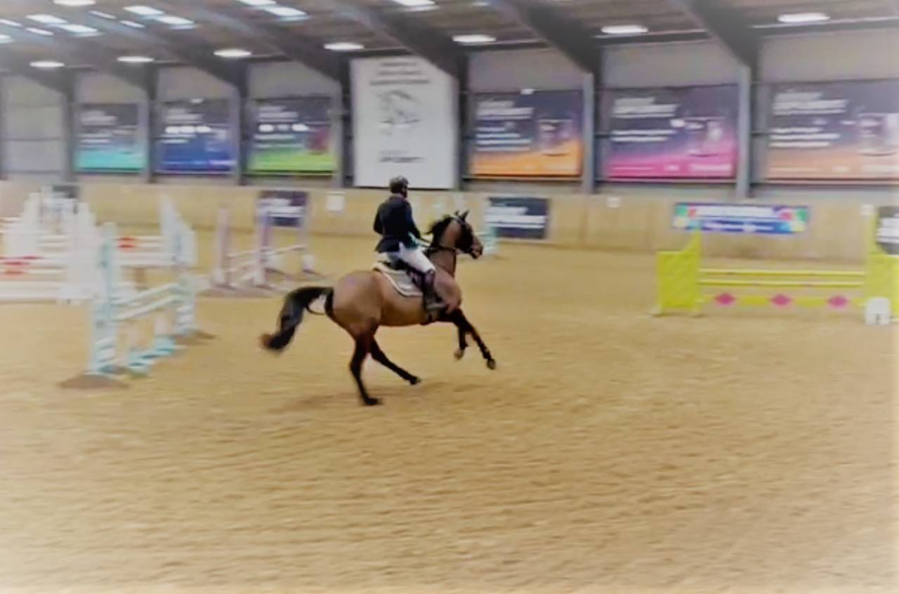 Scopey Competitive Jumping Mare