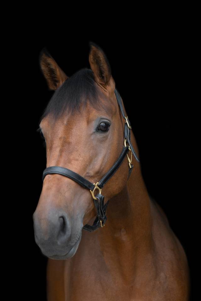 Scopey Competitive Jumping Mare