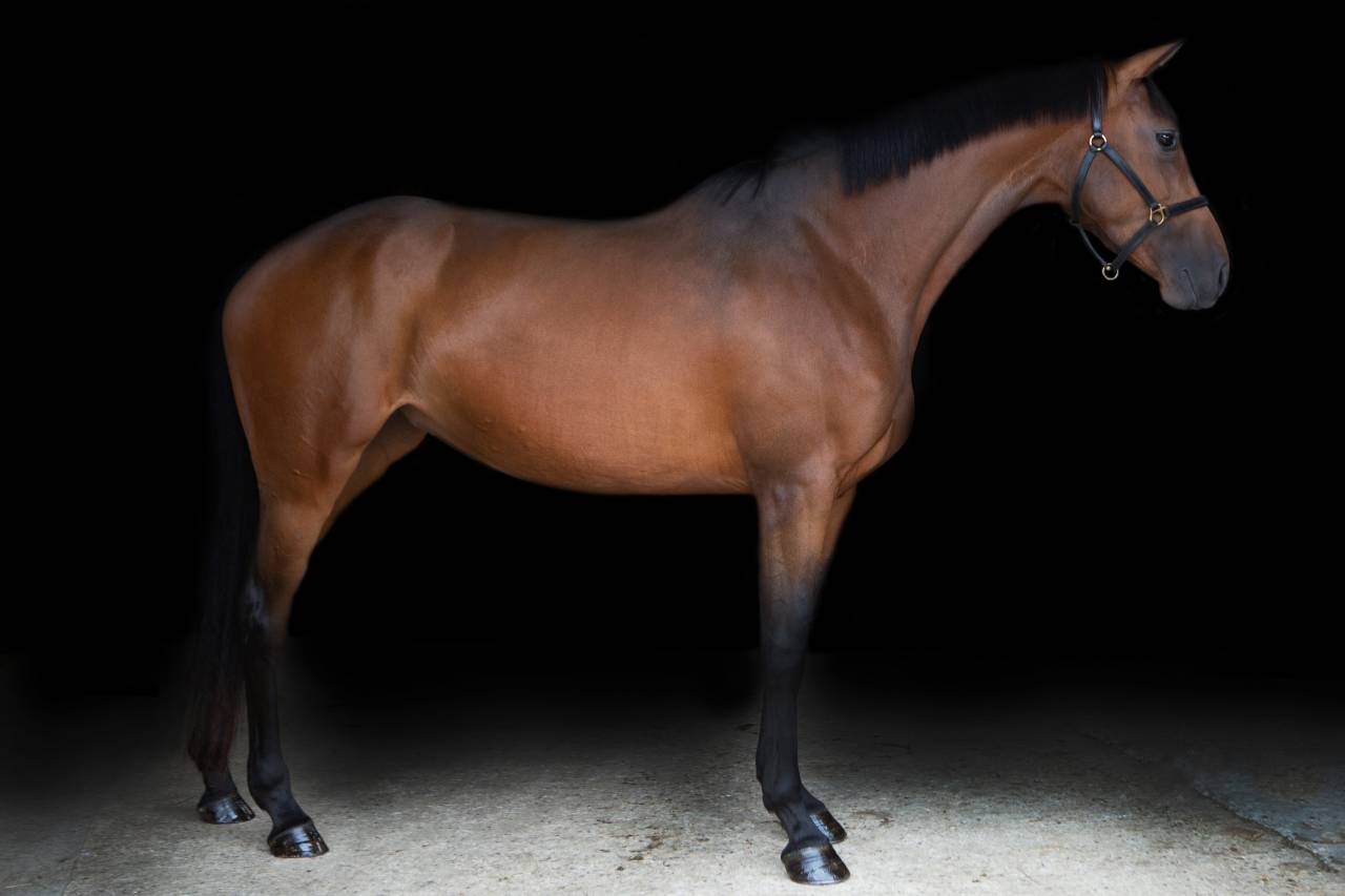 Scopey Competitive Jumping Mare