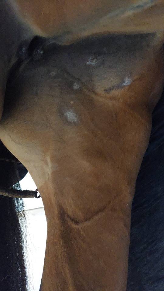 Scopey Competitive Jumping Mare