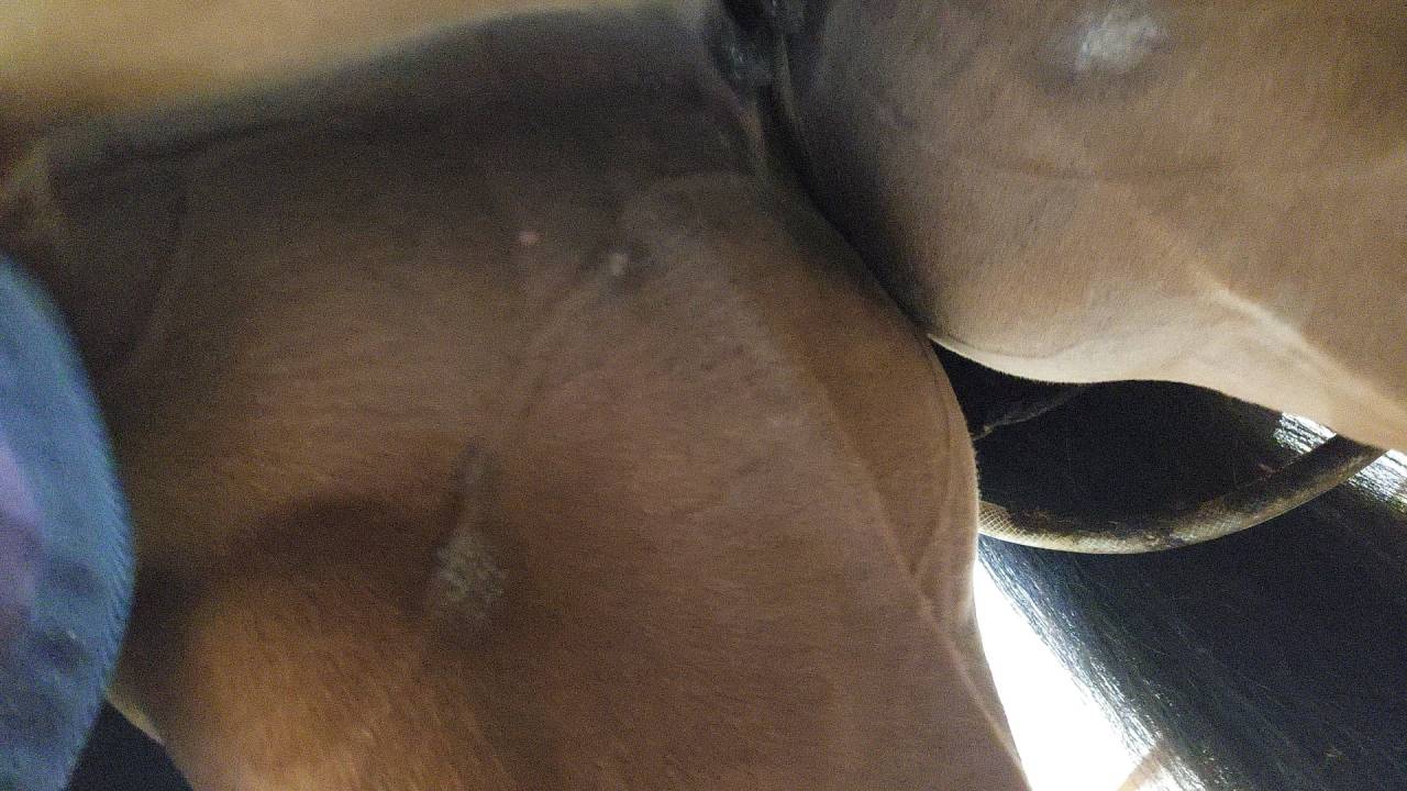 Scopey Competitive Jumping Mare