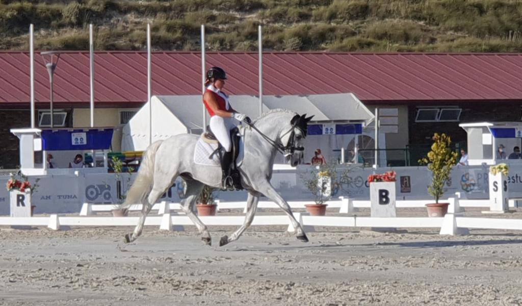 Gelding PRE Pure Spanish Bred For sale 2012 White