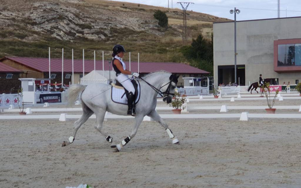 Gelding PRE Pure Spanish Bred For sale 2012 White