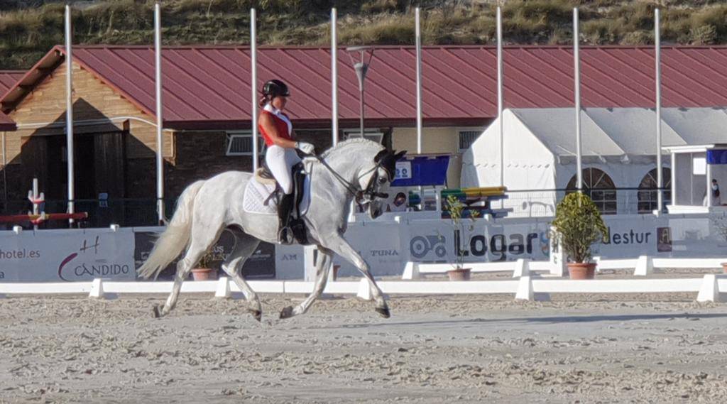 Gelding PRE Pure Spanish Bred For sale 2012 White