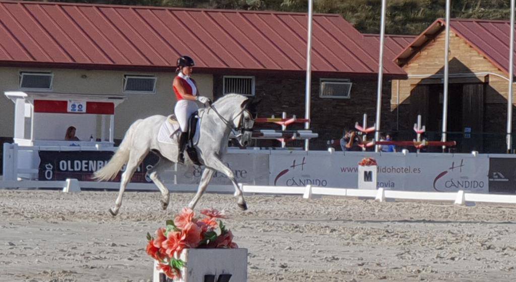 Gelding PRE Pure Spanish Bred For sale 2012 White