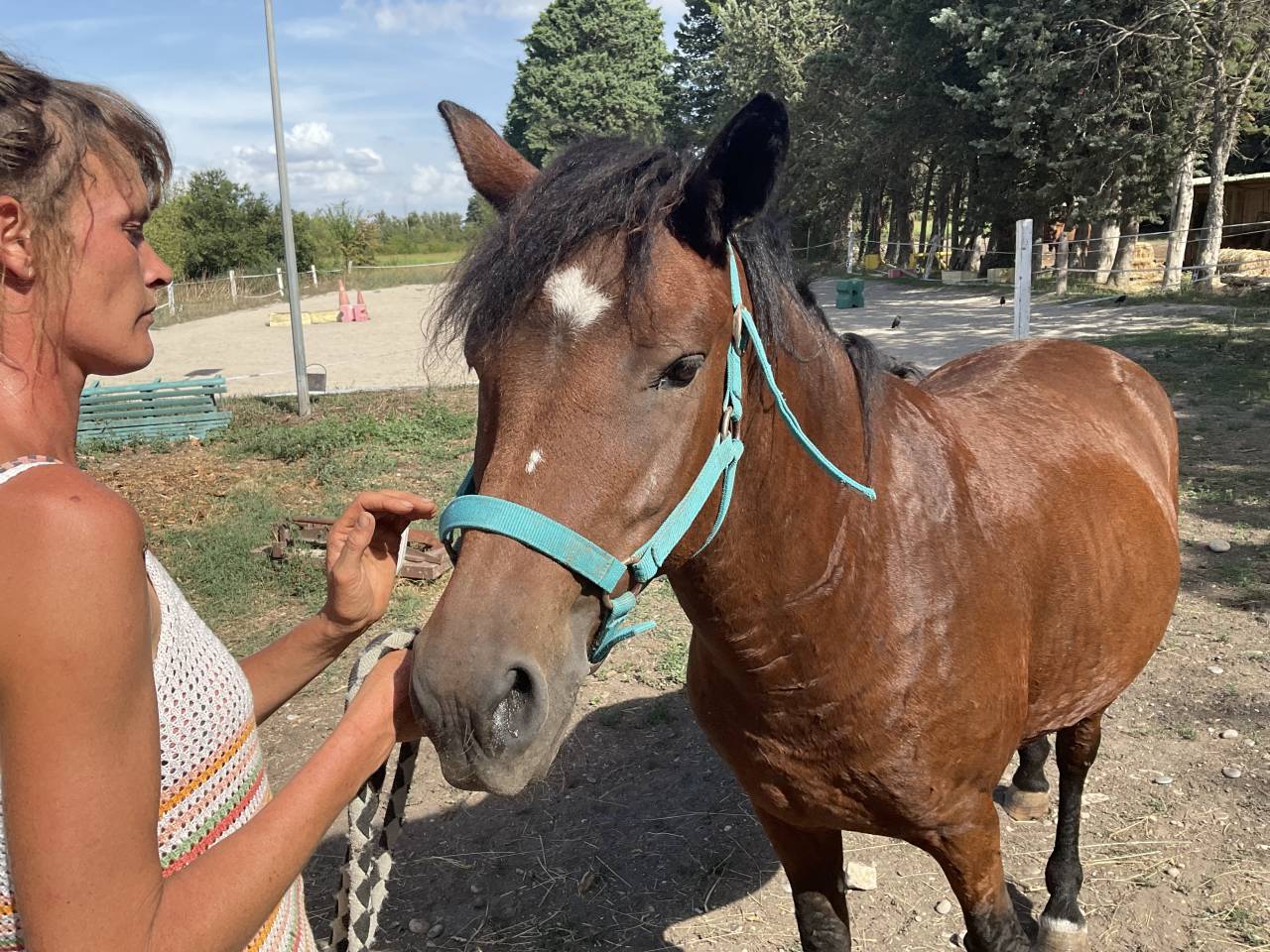 Mare Curly For sale 2010 Bay