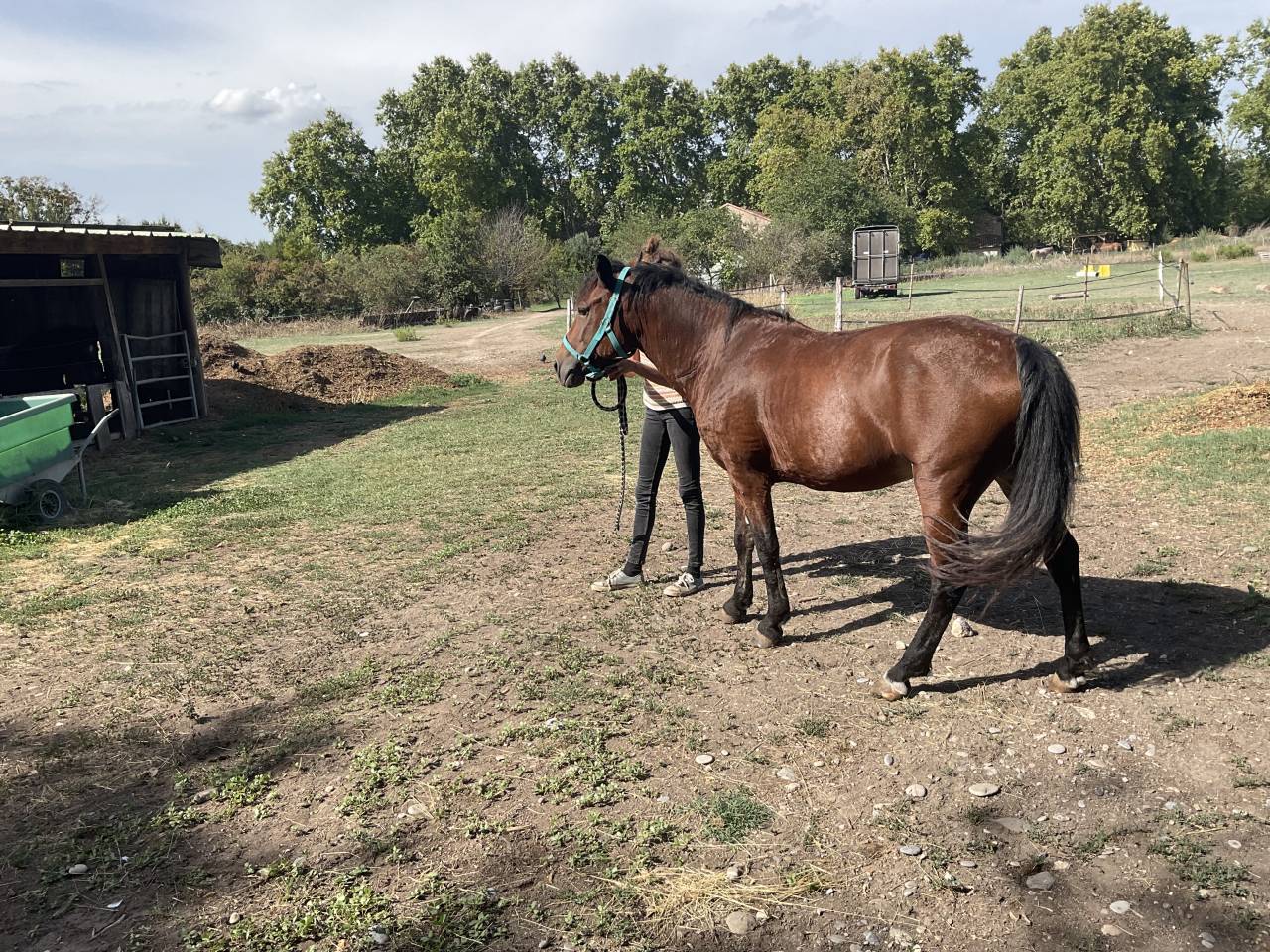 Mare Curly For sale 2010 Bay