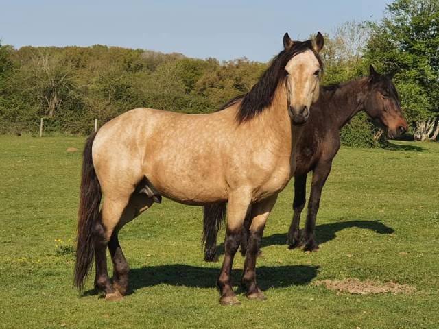 EUCHORTHIPUS ARQUETAN - New Forest 2014 by GEDEON DES MAUVIS