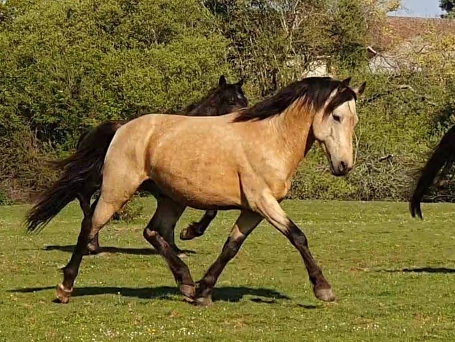 EUCHORTHIPUS ARQUETAN - New Forest 2014 by GEDEON DES MAUVIS