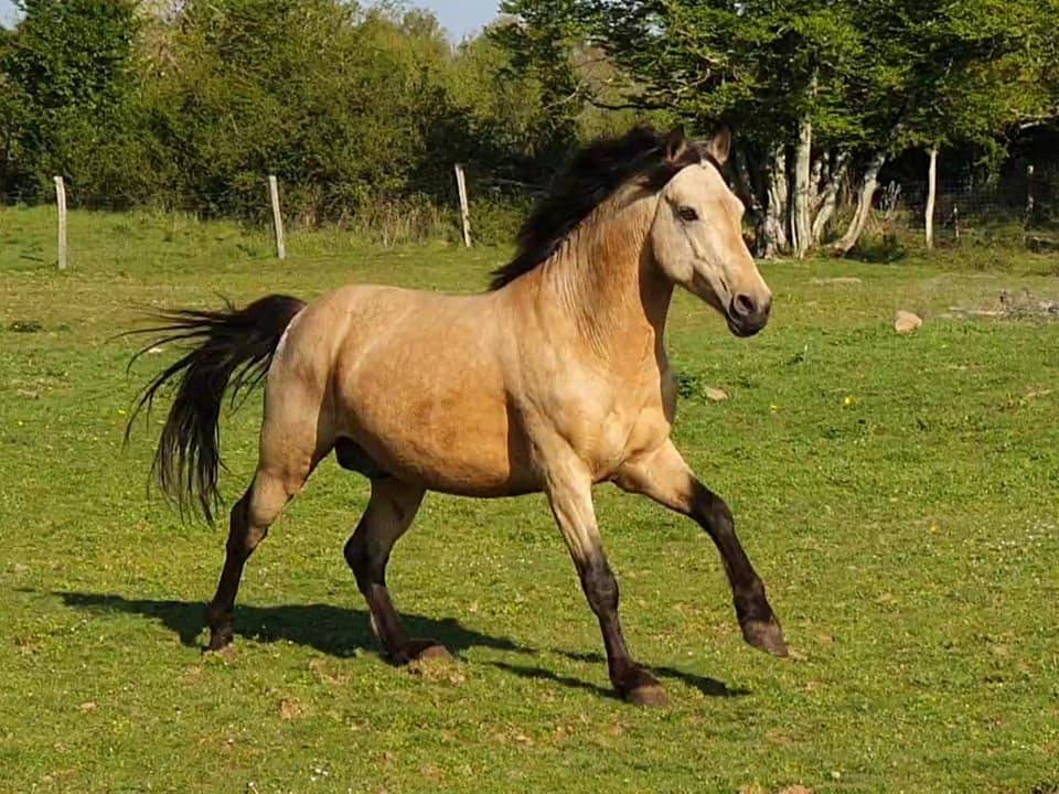 EUCHORTHIPUS ARQUETAN - New Forest 2014 by GEDEON DES MAUVIS