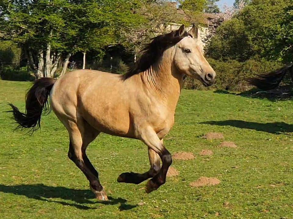 EUCHORTHIPUS ARQUETAN - New Forest 2014 by GEDEON DES MAUVIS