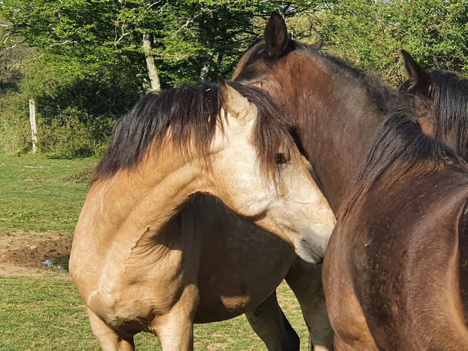 EUCHORTHIPUS ARQUETAN - New Forest 2014 by GEDEON DES MAUVIS