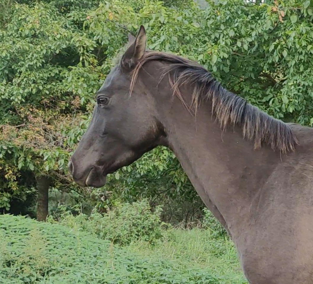 Mare Akhal Teke For sale 2018 Buckskin