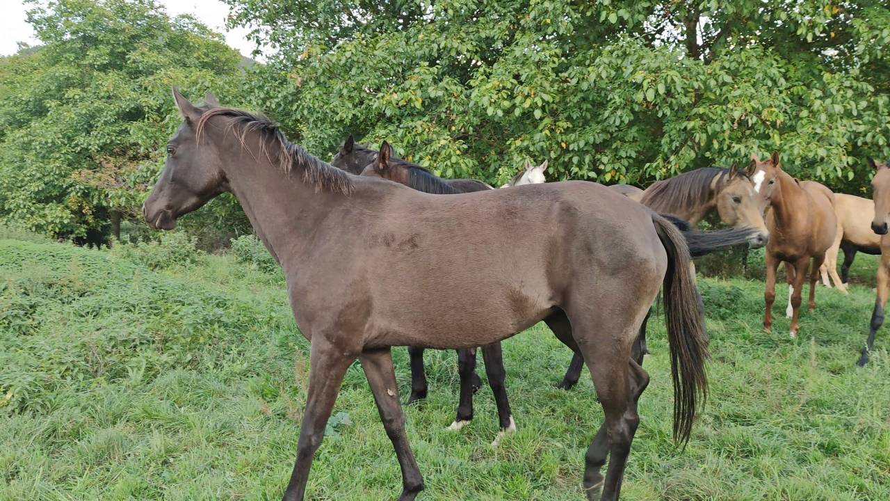 Mare Akhal Teke For sale 2018 Buckskin