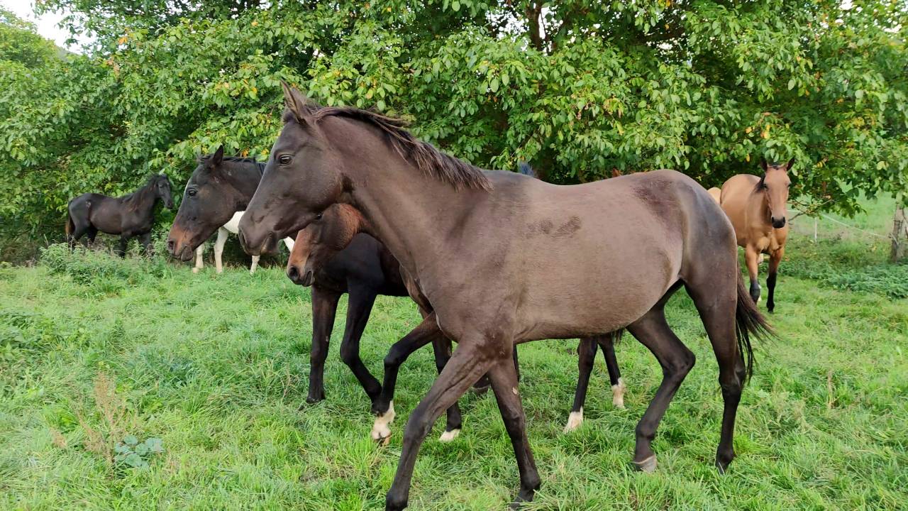 Mare Akhal Teke For sale 2018 Buckskin