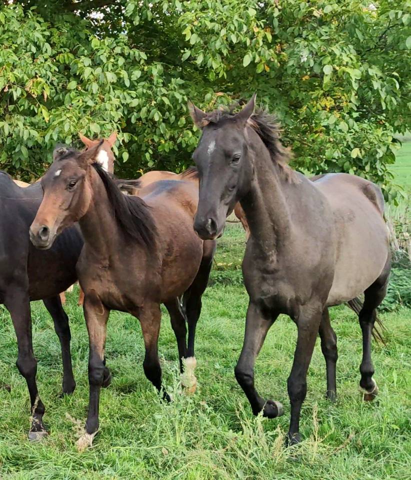 Mare Akhal Teke For sale 2018 Buckskin