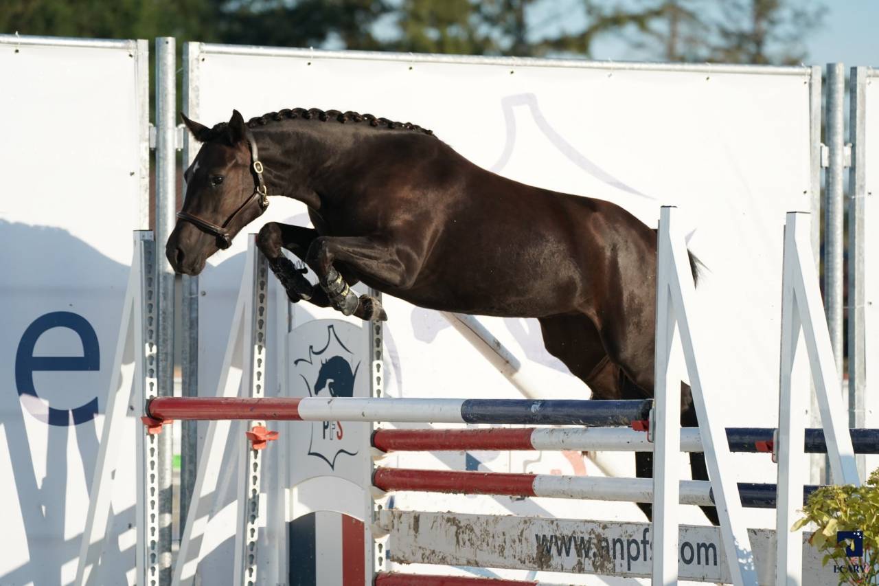 Komilfo love de Cé - New Forest 2020 by helios love de cé