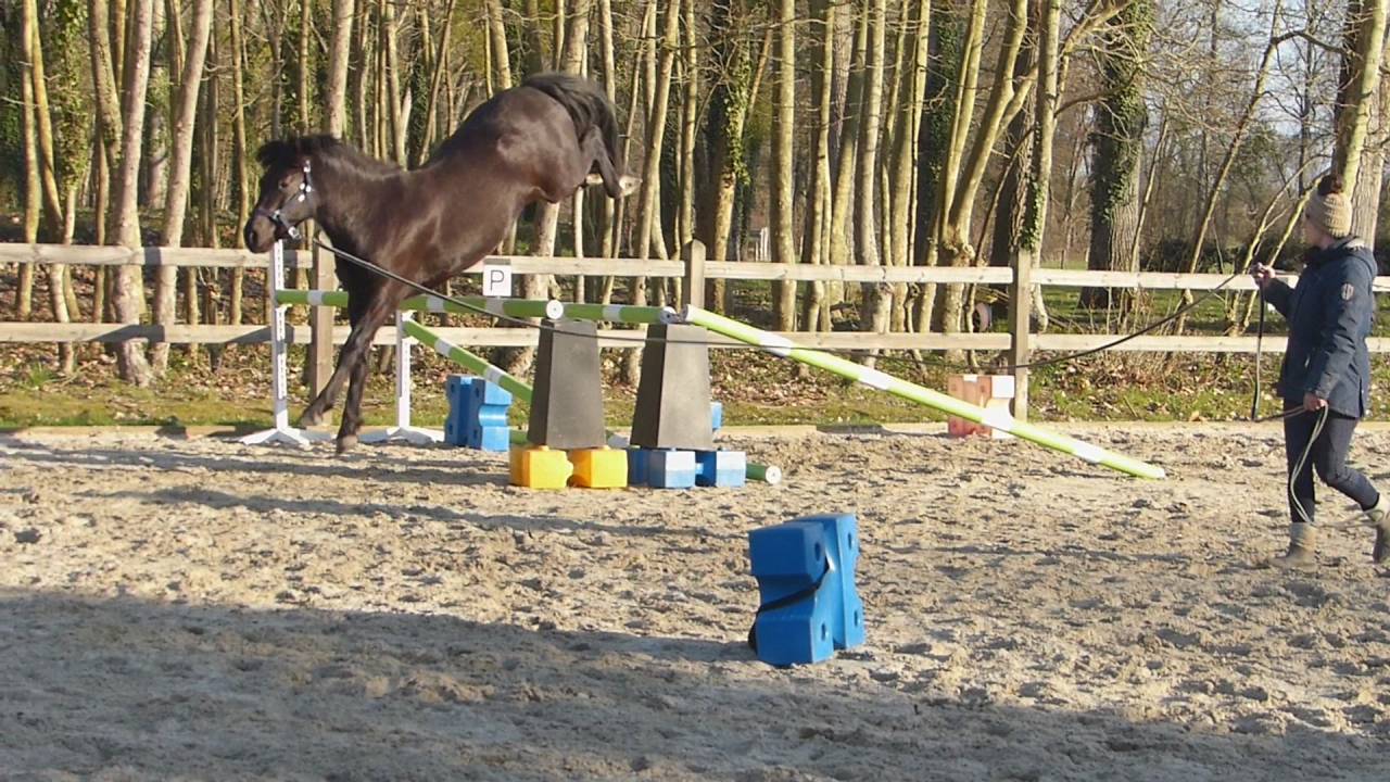 Komilfo love de Cé - New Forest 2020 by helios love de cé