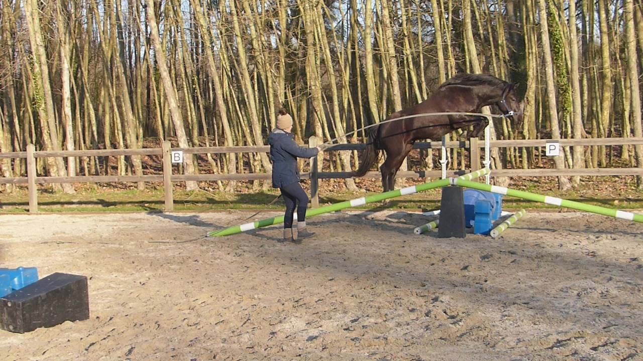 Komilfo love de Cé - New Forest 2020 by helios love de cé