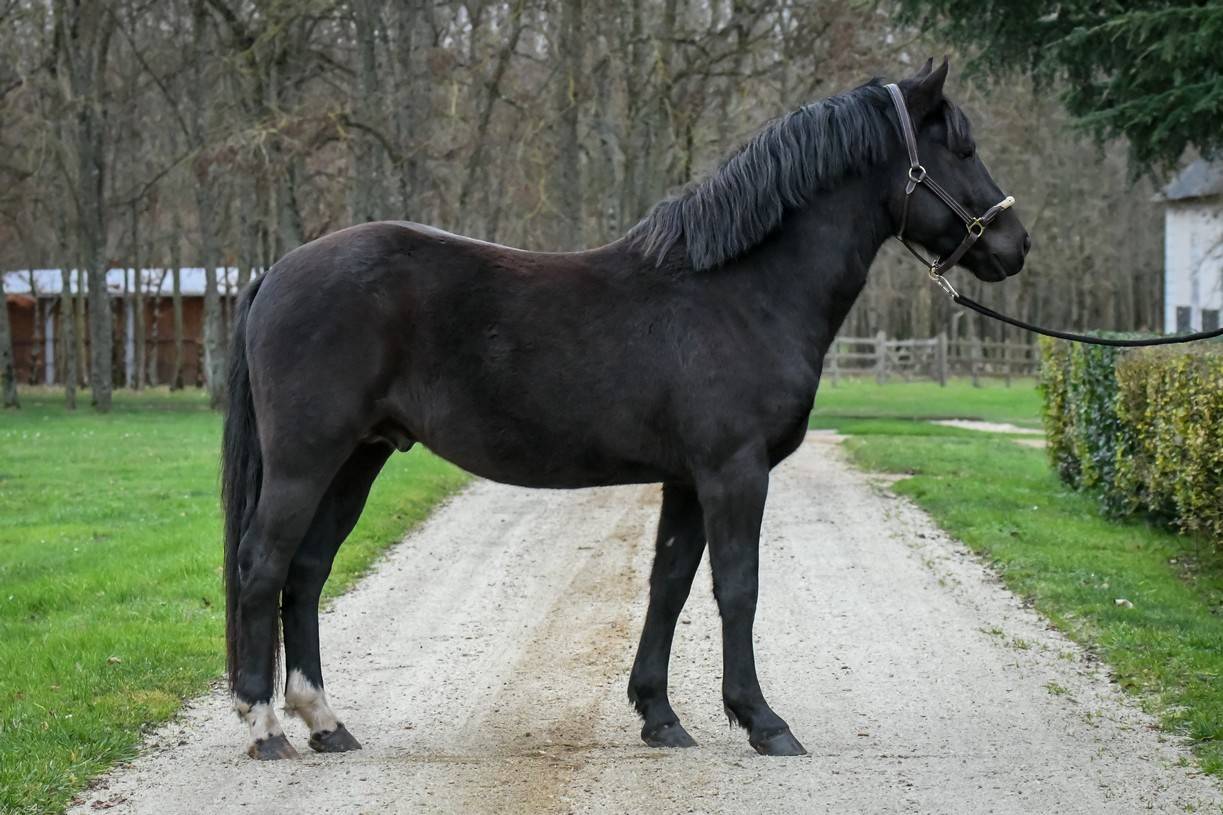 Komilfo love de Cé - New Forest 2020 by helios love de cé