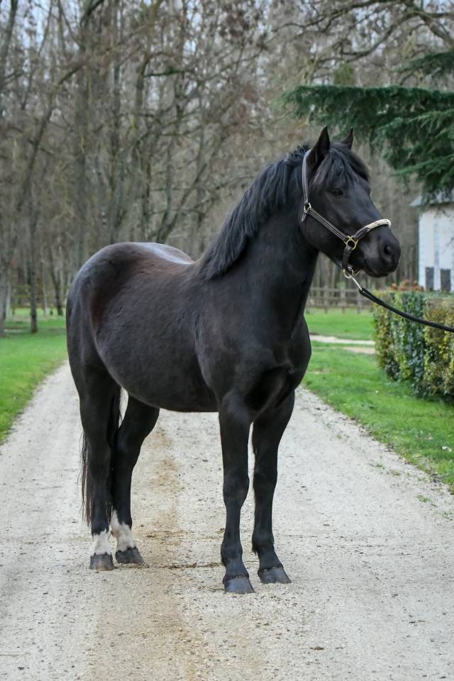 Komilfo love de Cé - New Forest 2020 by helios love de cé