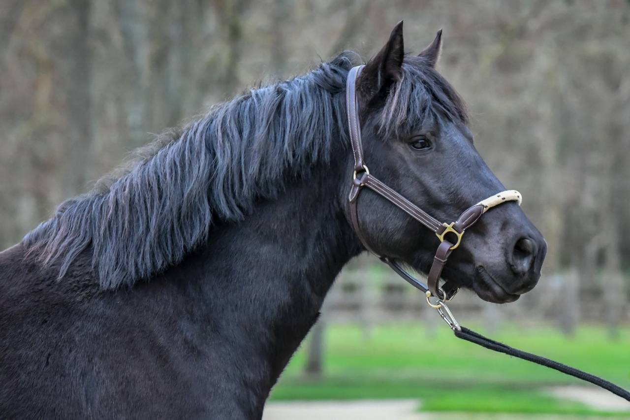 Komilfo love de Cé - New Forest 2020 by helios love de cé