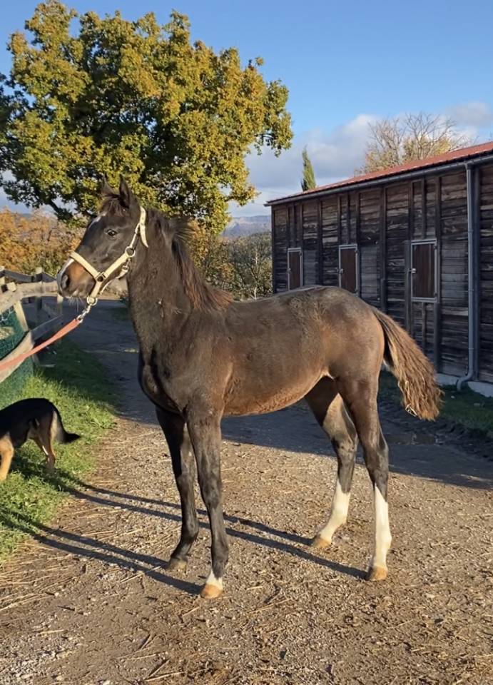 Mare Selle Français For sale 2022 Dark Bay