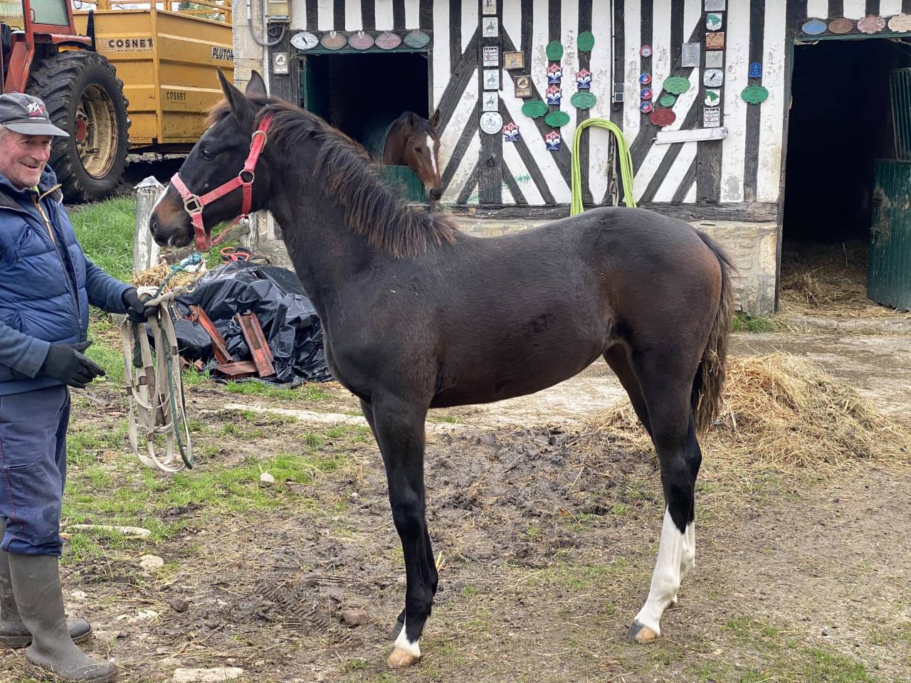 Mare Selle Français For sale 2022 Dark Bay