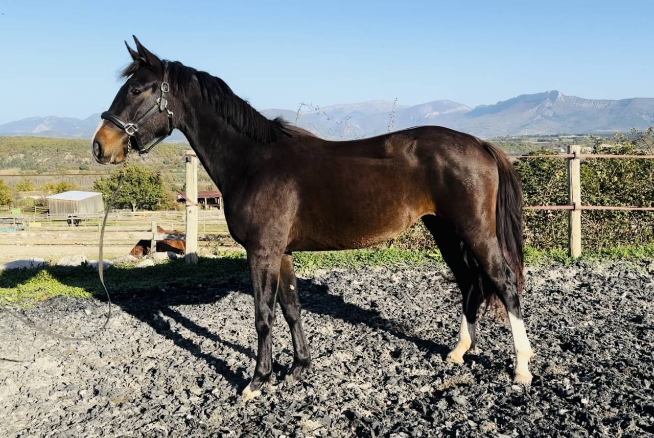 Mare Selle Français For sale 2022 Dark Bay