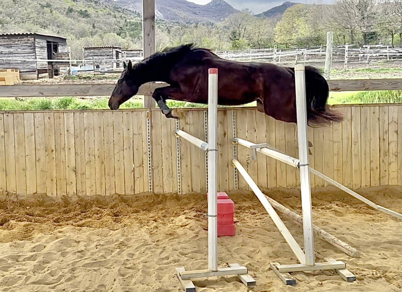 Mare Selle Français For sale 2022 Dark Bay