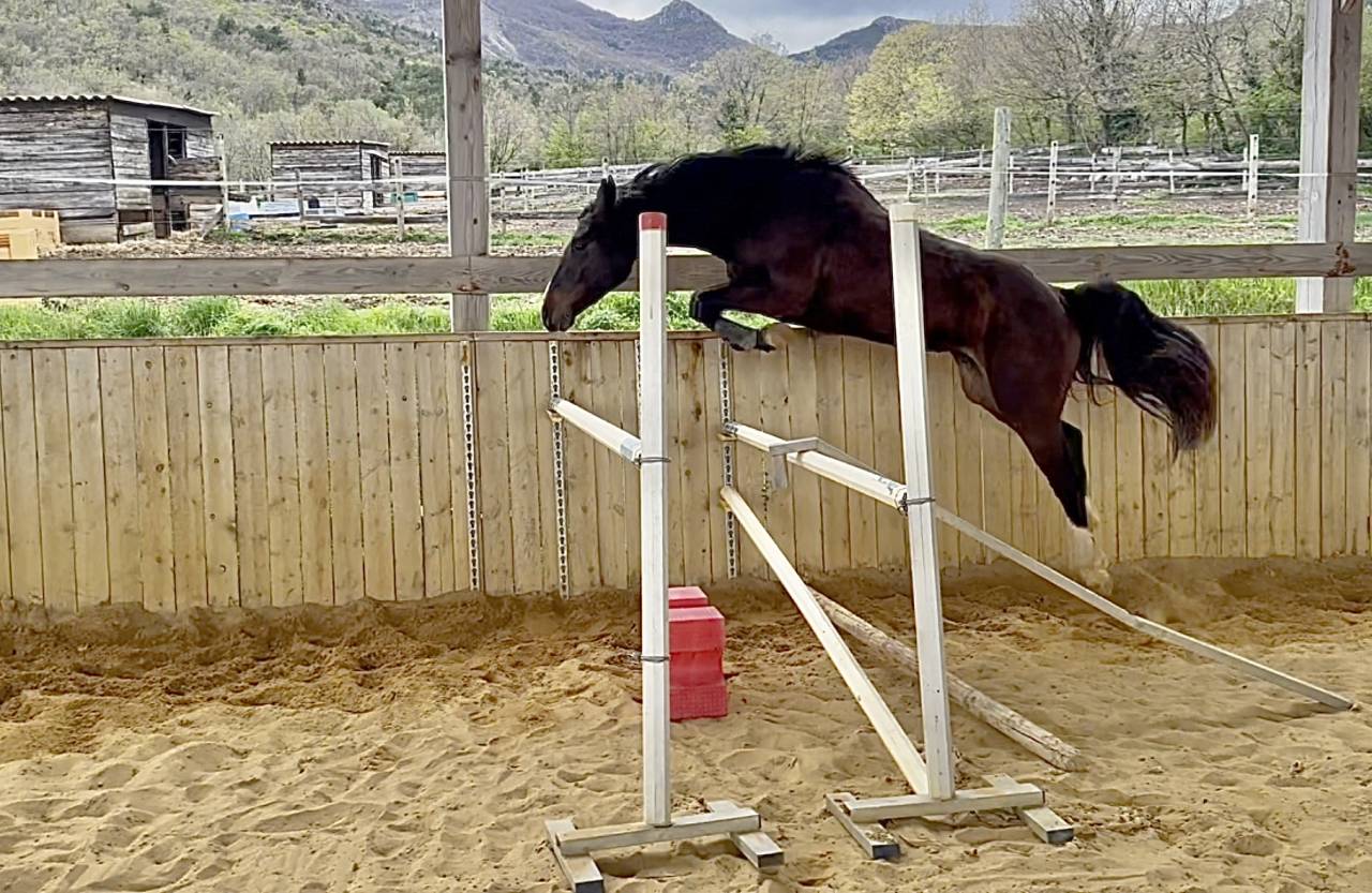 Mare Selle Français For sale 2022 Dark Bay