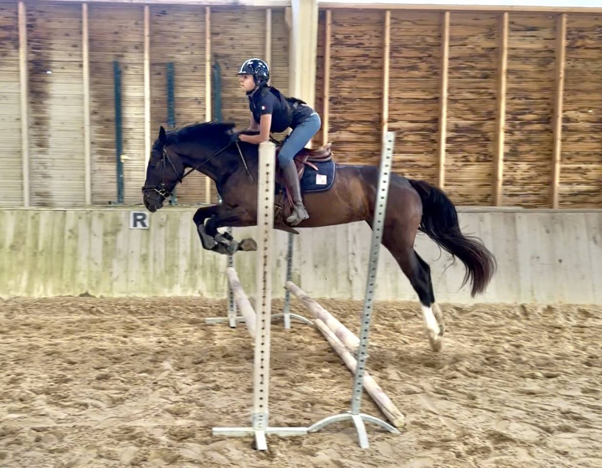 Mare Selle Français For sale 2022 Dark Bay