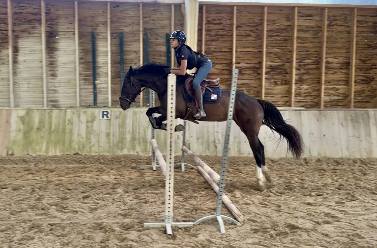 Mare Selle Français For sale 2022 Dark Bay