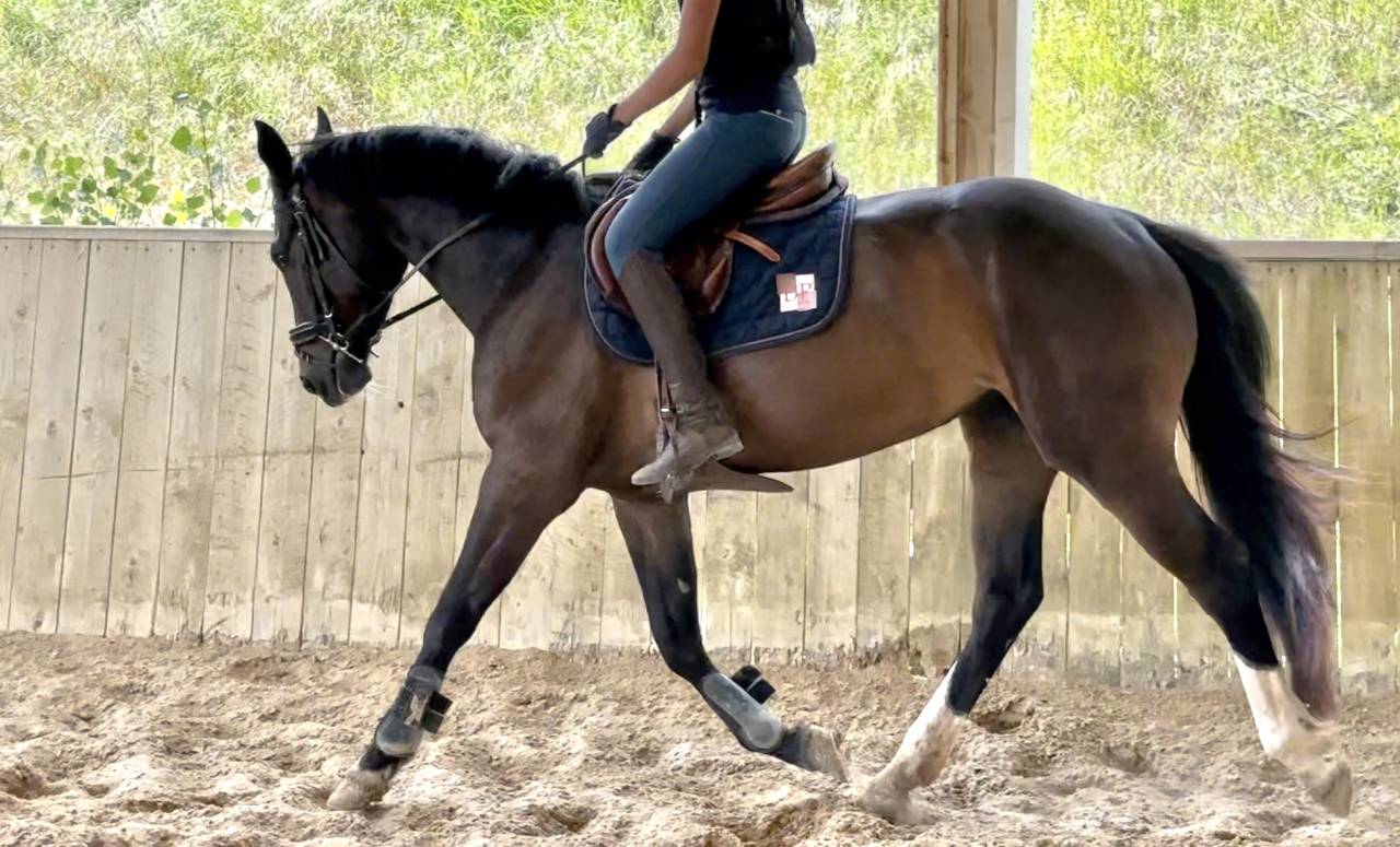 Mare Selle Français For sale 2022 Dark Bay