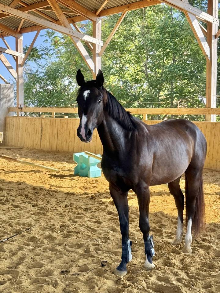 Mare Selle Français For sale 2022 Dark Bay