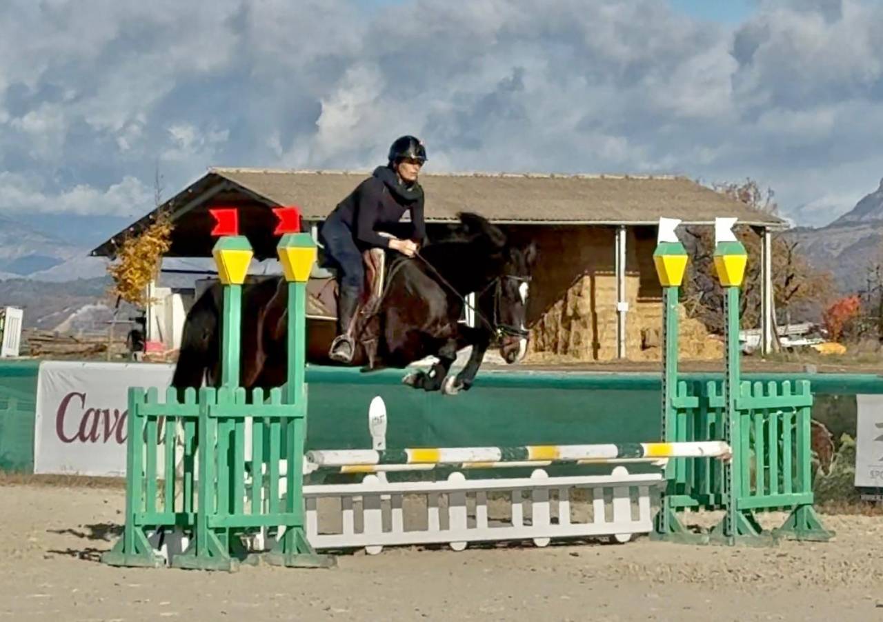 Mare Selle Fran&ccedil;ais For sale 2022 Dark Bay